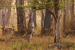 #9–10: En axishjortshane (Axis axis) som äter löven från ett träd en dimmig morgon i Nagarhole nationalpark. – Attribution: Yathin S Krishnappa (License: CC BY-SA 3.0)