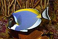 Acanthurus leucosternon