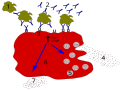 Allergy degranulation processes