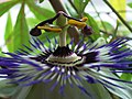 blua pasiflora (Passiflora caerulea), floro kun androginoforo