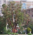 Arbutus menziesii—