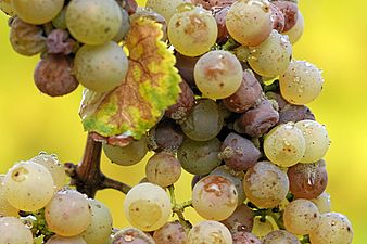 Pourriture noble sur du riesling (octobre), dans le Rheingau.