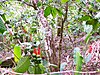 Coffee field in Guadeloupe