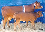 Photo couleur d'une vache rouge et son veau lors d'"un concours. La vache porte un ruban attribué comme prix. Les deux animaux ont une ligne dorsale rectiligne et pas de cornes.