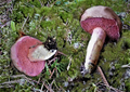 Chalciporus amarellus