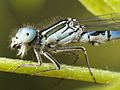 Coenagrion mercuriale mascle detall