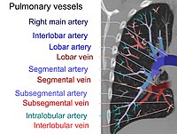 Pulmonary circulation