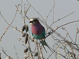 Coracias caudata