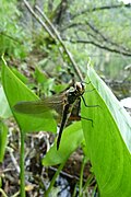 Cordulia aena sur feuille de Calla des marais