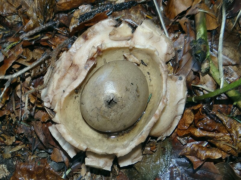 File:Geastrum triplex P34 (2).JPG