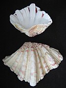 Coquilles