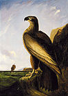 John J. Audubon, Washington Sea Eagle, c. 1836-1839, Smithsonian American Art Museum