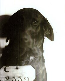 A black dog with drooping ears stares solemnly into the camera. The identification number C-2559 is hung around his neck.