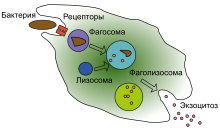 A cartoon that depicts the engulfment of a single bacterium, its passage through a cell where it is digested and released as debris.