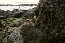 Porphyra umbilicalis (right) and Porphyra purpurea (front), in Heligoland