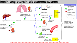 Renin-angiotensin-aldosterone system.svg