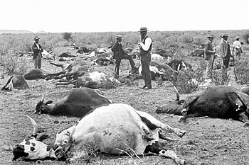 Brot Pesta bovina a Sud-àfrica el 1896