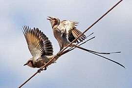 Streamer-tailed Tyrant (Gubernetes yetapa) (8077686636).jpg