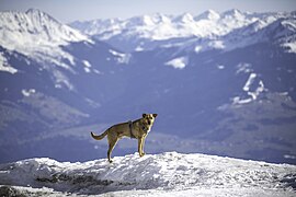 Mixed-breed dogs in Serles