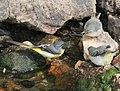 adult feeding juvenile