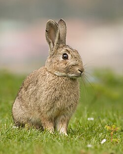 N wüüld Kanienken (Oryctolagus cuniculus) ap dät Australiske Ailound Tasmanien