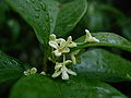 Kvítky vonokvětky Osmanthus fragrans