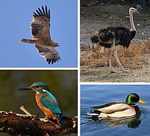 montage of four birds