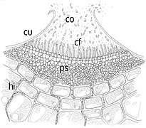 Acerwulus (schemat)