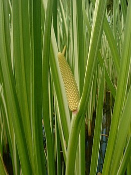 Orvosi kálmos (Acorus calamus)