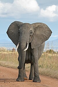 Elefante-africano no Parque Nacional Mikumi, Tanzânia.