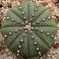 Astrophytum