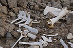 Some vertebrae and a femur of a dead dromedary.