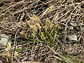 Carex humilis Tauberland, Deutschland