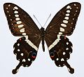 Papilio lormieri (Central Emperor Swallowtail)