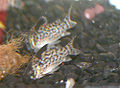 Corydoras leucomelas