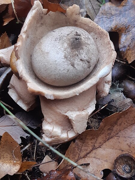 File:Geastrum triplex 104506881.jpg