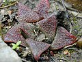 Haworthia magnifica var. atrofusca is a very dark, reddish-brown, rough-surfaced variety.