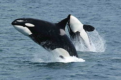 Individus de Orcinus orca proxim Isle de Unimak, esti Isles de Aleutia, Alaska