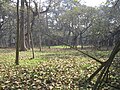 A banyan branch in Calcutta, India.