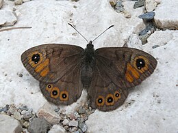 Lasiommata petropolitana - female 01 (HS).jpg