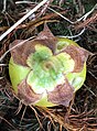 Same fruit, positioned pedicel-uppermost to show distinctive broad, spreading calyx lobes, turning brown with age.