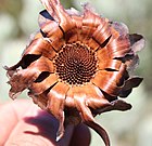 Protea pendula saadkop