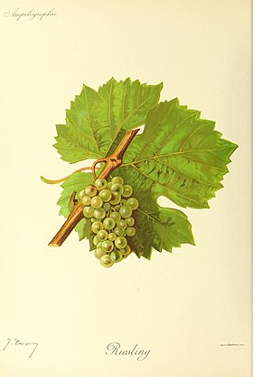 Riesling (cépage)