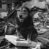 A dog pants, sitting atop a pile of rubble