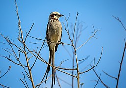 Tesoura-do-brejo (Gubernetes yetapa).jpg