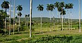 Camajuaní Valley