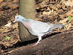 Huldue (Columba oenas)