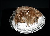 Fossil shell covered in calcite crystals