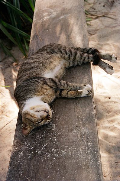 File:Cat in Zanzibar.jpg