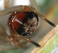 This Cheiracanthium punctorium shows the orientation of Araneomorphae fangs.